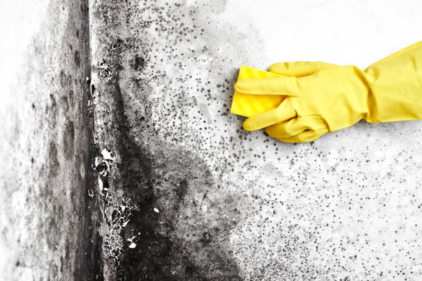 Best Crawl Space Mold Remediation  in Baldwin, FL