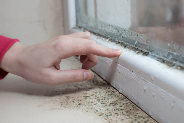 Best Post-Construction Mold Inspection  in Baldwin, FL