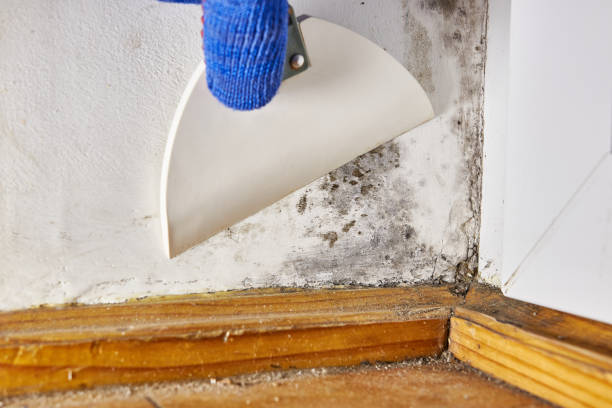 Environmental Consulting for Mold Prevention in Baldwin, FL