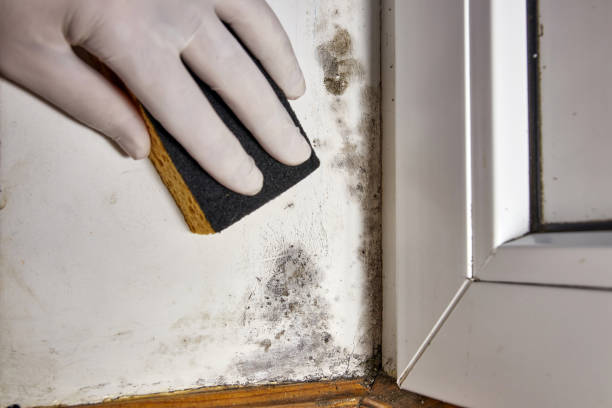 Dehumidification Services in Baldwin, FL